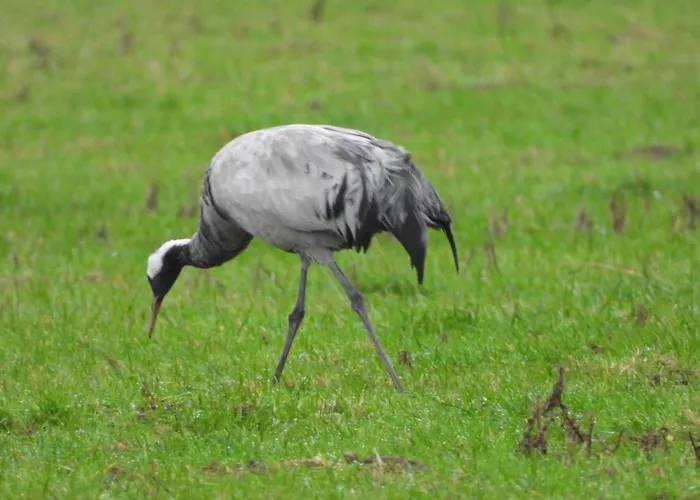 Chalet Les Aux D'orient Geraudot