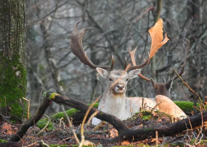 Les Aux D'orient Chalet